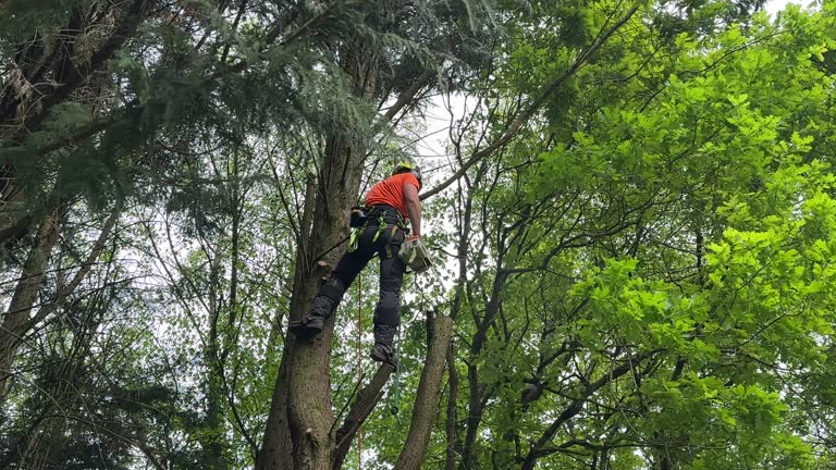 Vidalia, LA Tree Care  Company